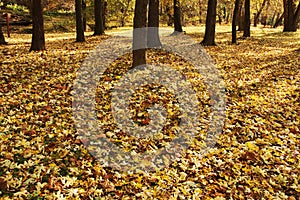 Leaves on the floor of a park