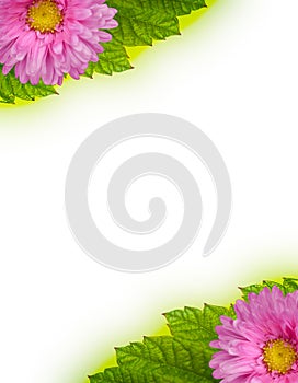 Leaves and flower in framework