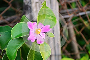 The leaves and flower of pereskia grandifolia
