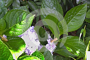 Leaves and flower of a violet hydrangea