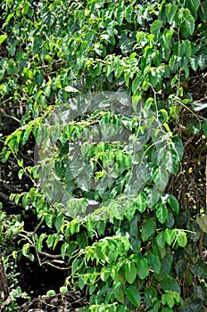 The leaves and flowers of Alphitonia excelsa on sunny day