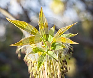 Leaves and flowers of the ashleaf maple tree