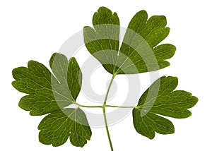 Leaves of the flowers of catchment, lat. Aquilegia, isolated on white background