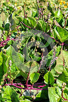 Leaves and flowers of edible perennial vine Basella alba `Rubra` known under various common names, including Malabar spinach, vi