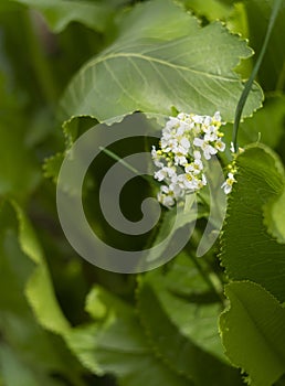 Leaves and flowers of the garden plant horseradish Armoracia rusticana