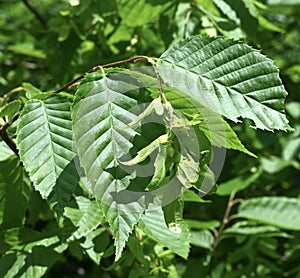 Ironwood Flower