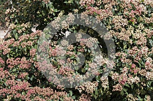 Leaves and flowers of Laurustinus, Viburnum tinus photo