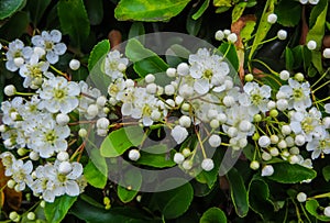 Leaves and flowers of Laurustinus, Viburnum tinus. It is a species of flowering plant in the family Adoxaceae, native to the photo
