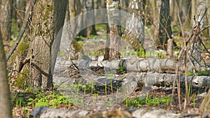 Leaves and flowers of lilies of the valley in spring. Shoots lily of the valley flowers fluttering in the wind. Rack