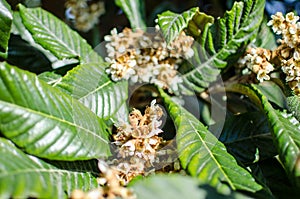 Leaves and flowers of nespolo giapponese Eriobotrya japonica