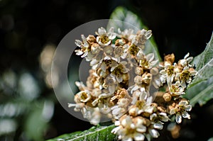 Leaves and flowers of nespolo giapponese Eriobotrya japonica photo