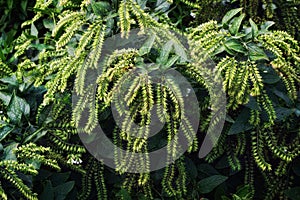 Leaves and flowers of an ornamental outdoor plant close-up