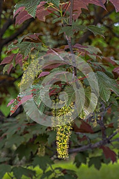Leaves and Flowers of Spaethii Sycamore Maple