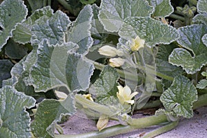 leaves and flowers of squirting cucumber photo