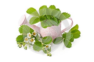 Leaves and flowers of strawberry