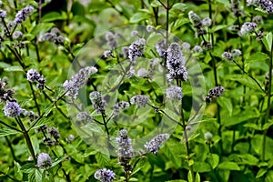 Leaves and flowers of the true peppermint, Mentha piperita, in summer, Bavaria, Germany, Europe