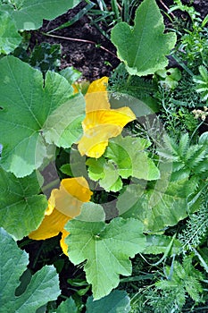 Leaves and flowers of vegetable marrows