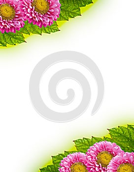 Leaves and flowers on white