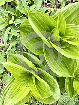 Leaves in the forest