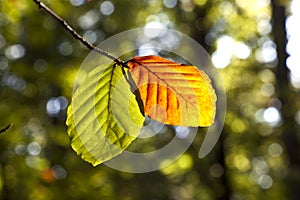 Leaves in forest in harmony