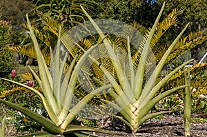 Leaves forming a sparse fan-shape of a sword sansevieria