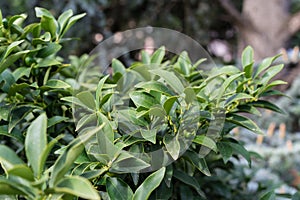 Leaves of fortunella margarita rutaceae ovale kumquat from china