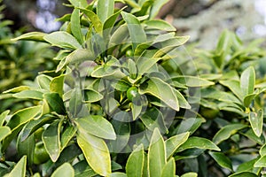 Leaves of fortunella margarita rutaceae ovale kumquat from china