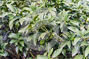 Leaves of fortunella margarita rutaceae ovale kumquat from china