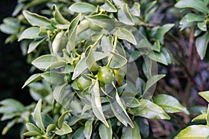 Leaves of fortunella margarita rutaceae ovale kumquat from china