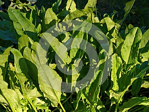 The leaves of the French sorrel illuminated by the sun