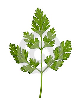 Leaves of fresh Chervil herb isolated