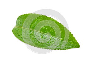 Leaves Fresh green tea with drops of water isolated on white background