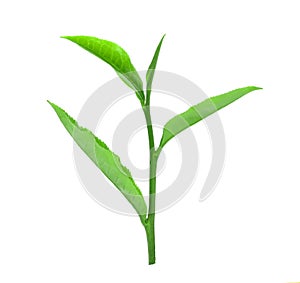 Leaves Fresh green tea with drops of water isolated on white