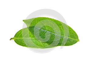 Leaves Fresh green tea with drops of water isolated on white background