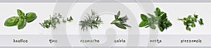 Spices fresh herbs isolated with their names in Italian: basil, thyme, rosemary, sage, mint, parsley photo