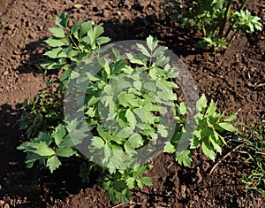 Leaves of fresh Lovage plant growing in the garden. Levisticum officinale is a powerful plant of the Apiaceae family, which is photo