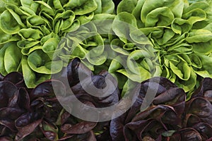 Leaves of fresh salad