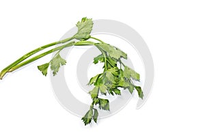 Leaves of fresh tasty celery parsley without root isolated on white background. Fresh celery parsley bunch isolated on white