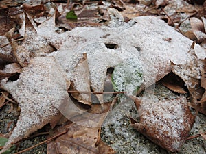 Leaves Frosted Over With Snow