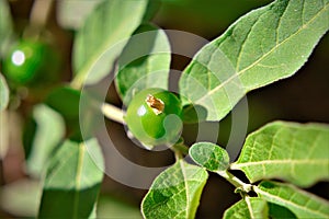 Leaves and fruit growing from Solanum pseudocapsicum