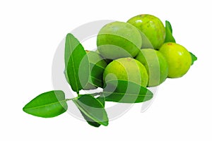 Leaves and fruit of limes Isolated with clipping path on a white background. Side view