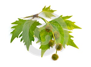 Leaves and fruit of Platanus. planes or plane trees. Isolated on white background