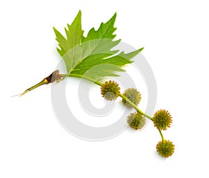 Leaves and fruit of Platanus. planes or plane trees. Isolated on white background