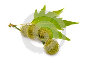 Leaves and fruit of Platanus. planes or plane trees. Isolated on white background