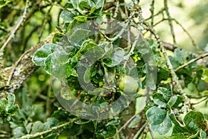 Leaves and fruit of summer oak, Quercus robur Cristata