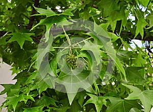 Leaves and fruit of sweetgum tree