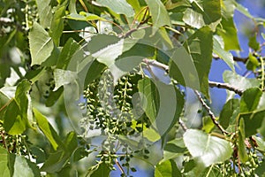 Leaves and fruits of a Canadian poplar Populus x canadensis