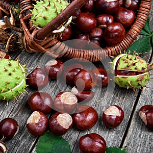 Leaves and fruits of chestnut