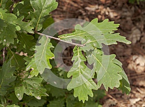 Leaves and fruits of Common Oak, Quercus robur