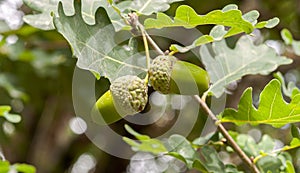 Leaves and fruits of Common Oak, Quercus robur